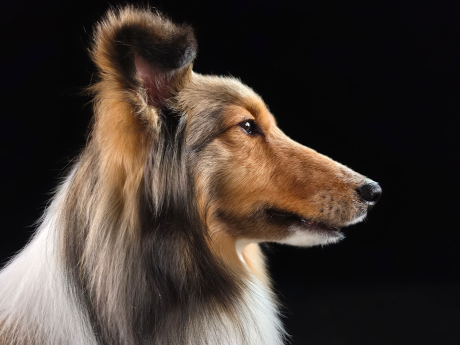 Mobilní telefon SAMSUNG Galaxy S26 Ultra 12GB512GB White