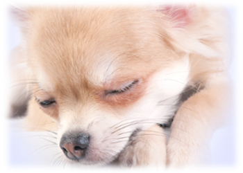 Bezdotykový zdravotní teploměr TrueLife Care Q7